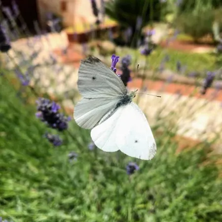 Appartamento Casa 34 Ceglie Messapica