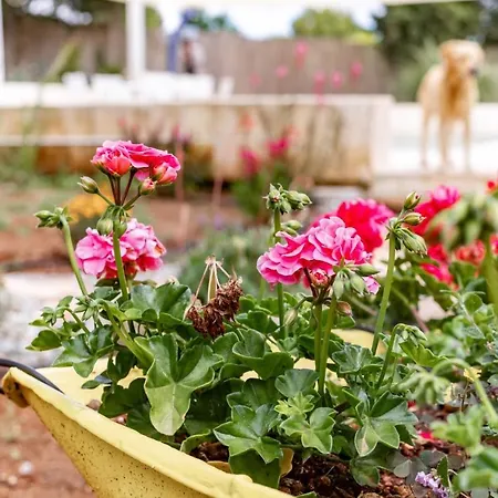 Casa 34 شقة سيغلي ميسابيكا